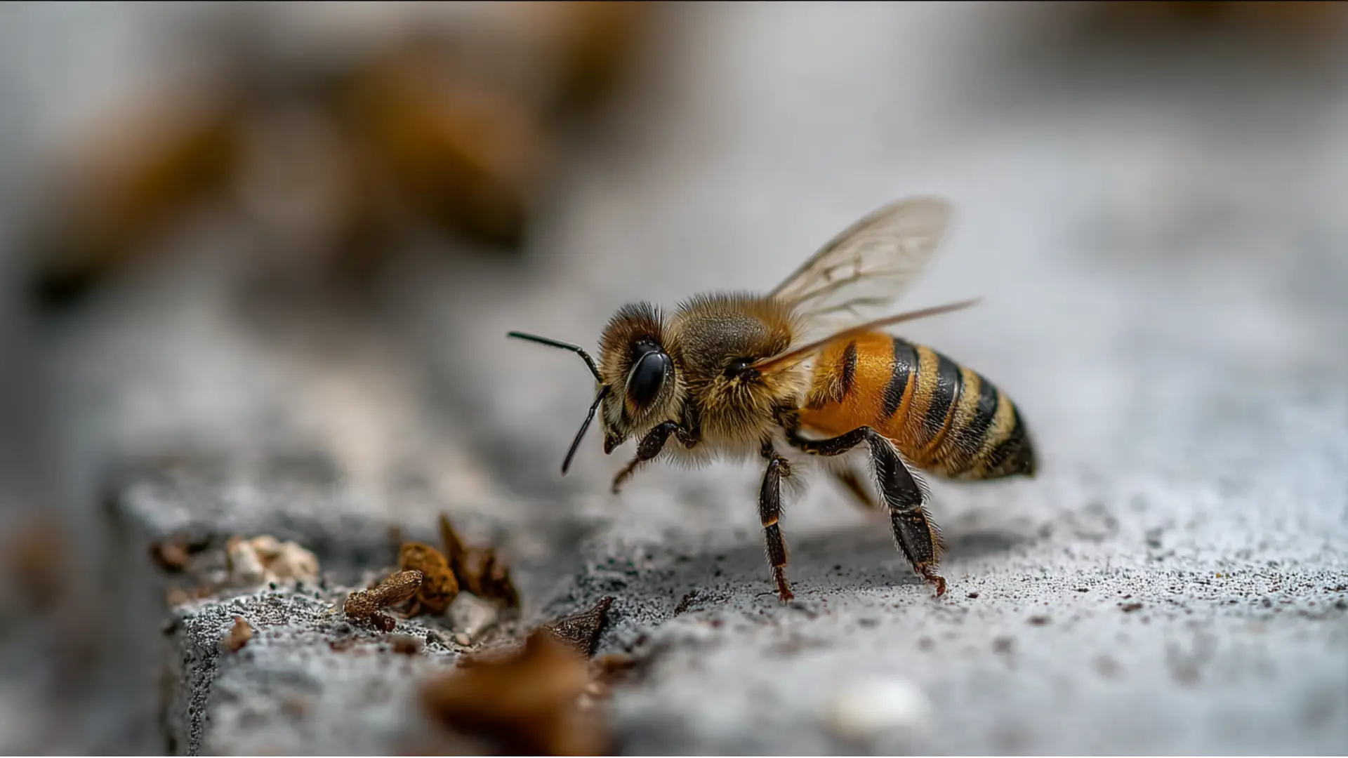 Africanized Bees in Bradenton, FL: What You Should Know Before They Buzz Your Backyard