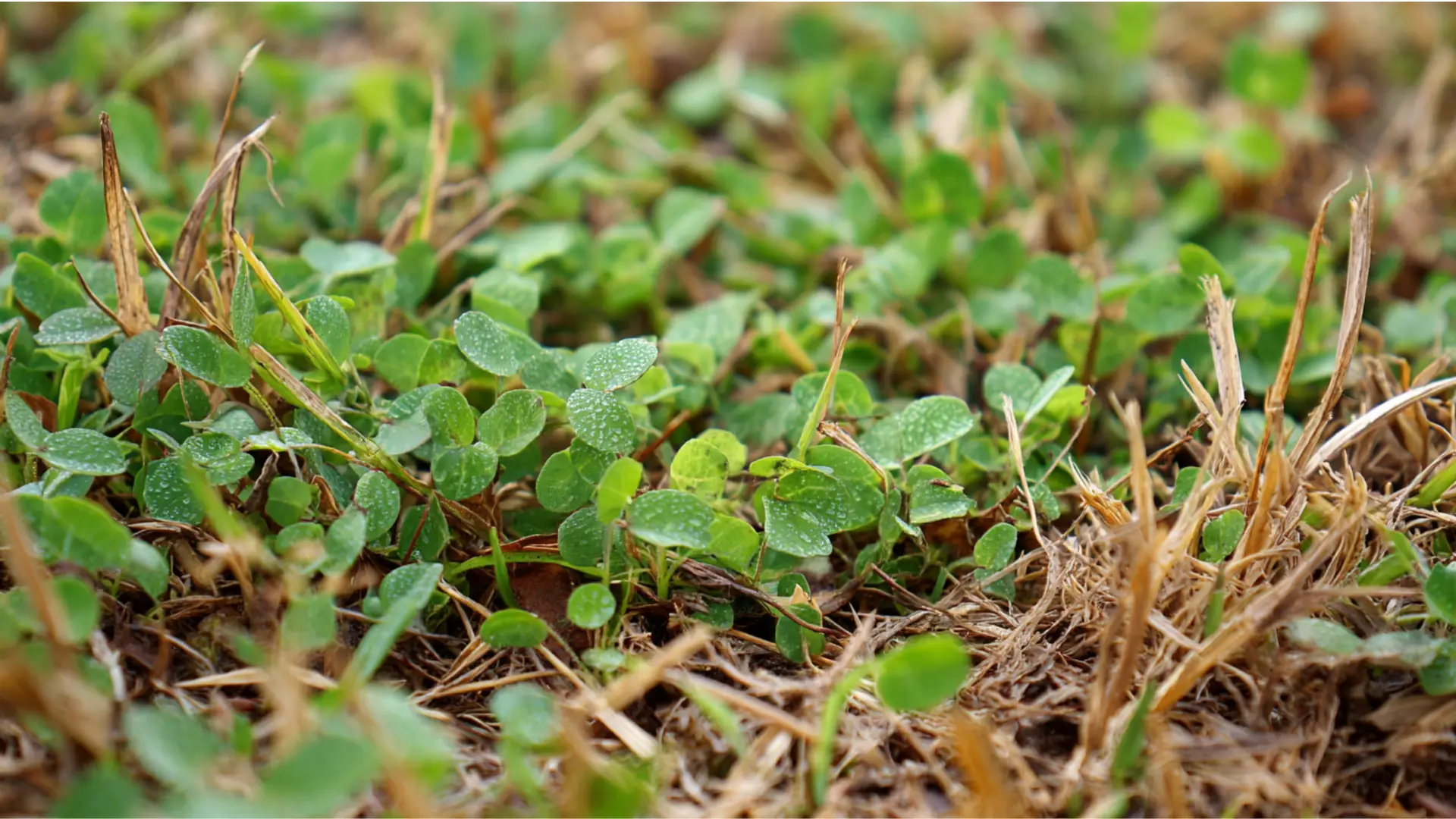 Winter Weed Control in Bradenton: What’s Popping Up in Your Yard Right Now Might Surprise You